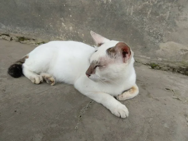 一只白色的猫躺在地板上 — 图库照片