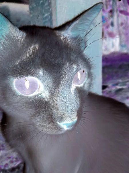 Cat Sharp Eyes Inverted Color — Stock Photo, Image