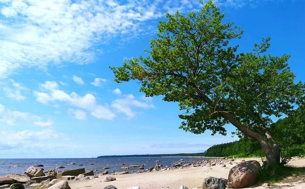 A lone tree and rocks on the sand by the bay on a summer sunny day. The tree is leaning towards the water, its foliage seems to flow over the flying clouds, evoking emotions          .    ,