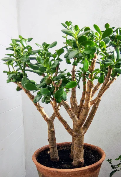 Crassula Δέντρο Χρήματος Ένα Φυτό Μπονσάι Γλάστρα — Φωτογραφία Αρχείου