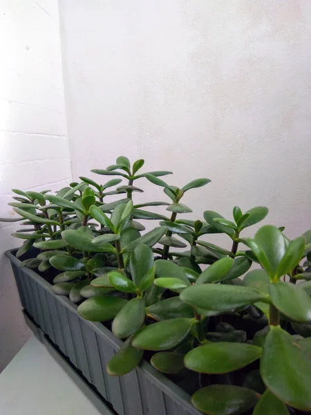 Crassula Árbol Del Dinero Muchas Plantas Caja —  Fotos de Stock