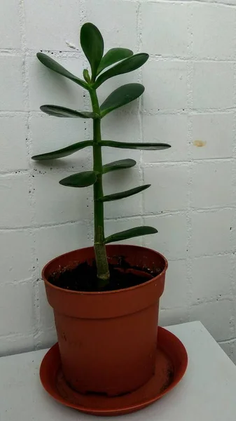 Crassula Oder Geldbaum Eine Topfpflanze — Stockfoto