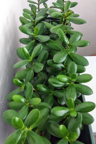 Crassula Árbol Del Dinero Muchas Plantas Caja —  Fotos de Stock