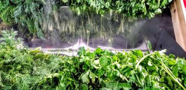 Green dill and parsley in a supermarket display case with mist to cool and moisten the grass. Healthy eating and vegetarianism. Soft focus.