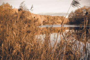 Manzara. Sudaki ağaçların yansıması. Manzara. Mavi gölün derin suları kış ormanlarıyla çevrilidir. Suyun üzerindeki ağaçlar