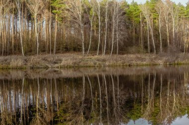 Sudaki ağaçların yansıması. Manzara. Mavi gölün derin suları kış ormanlarıyla çevrilidir. Suyun üzerindeki ağaçlar