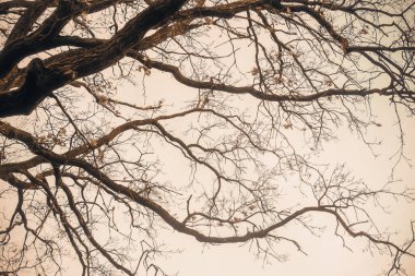 Manzara. Sudaki ağaçların yansıması. Manzara. Mavi gölün derin suları kış ormanlarıyla çevrilidir. Suyun üzerindeki ağaçlar