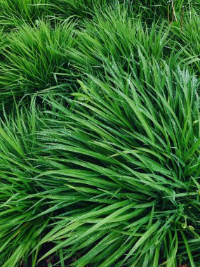 Yeşil çimenler ve yağmur damlaları. Bahar dokusu