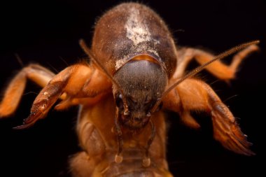 Siyah arkaplanda süper makro yakın plan gryllotalpidae 