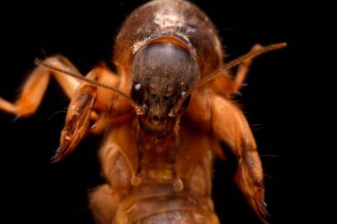 Siyah arkaplanda süper makro yakın plan gryllotalpidae 