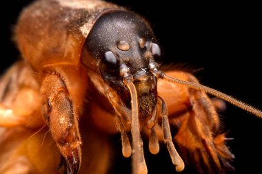 Siyah arkaplanda süper makro yakın plan gryllotalpidae 