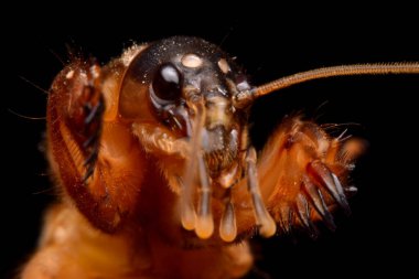 Siyah arkaplanda süper makro yakın plan gryllotalpidae 