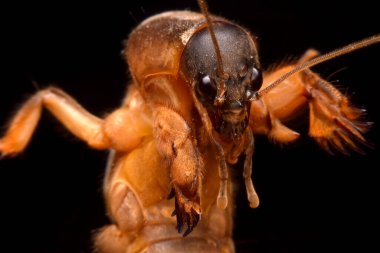 Siyah arkaplanda süper makro yakın plan gryllotalpidae 