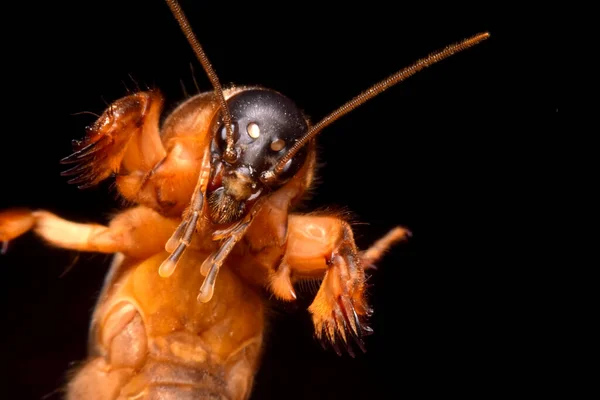 Siyah arkaplanda süper makro yakın plan gryllotalpidae 