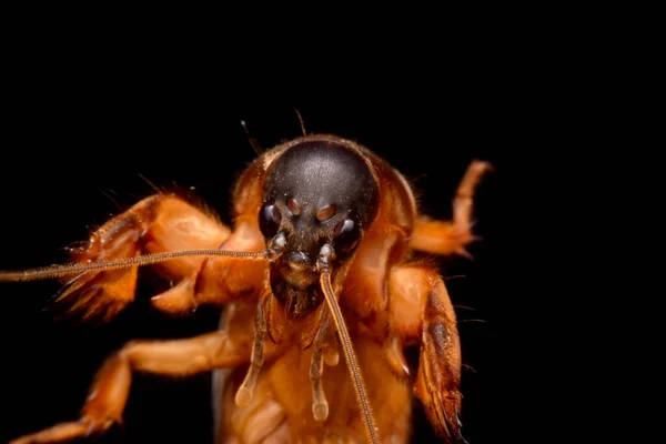Siyah arkaplanda süper makro yakın plan gryllotalpidae 