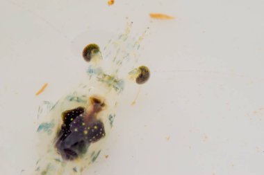 Çiftlikteki küçük beyaz karideslere yaklaş.