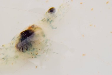 Çiftlikteki küçük beyaz karideslere yaklaş.