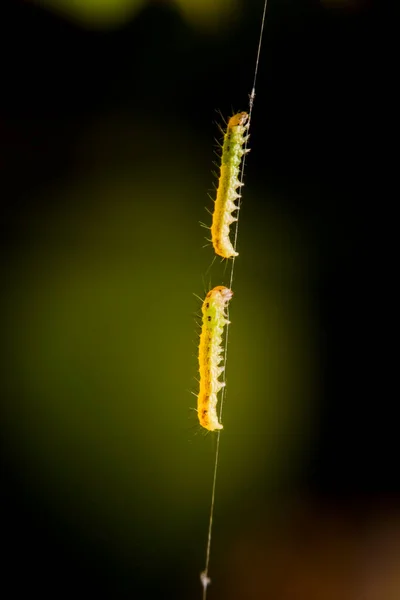 Bir ağdaki solucana yakın çekim, doğadaki makro böceğe 