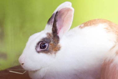 Güzel renkli tavşanlara yakın durun.