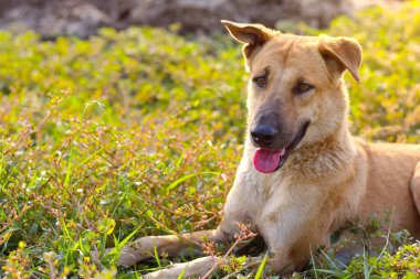 Çimenlerde uyuyan bir köpek, geniş bir hayvan..