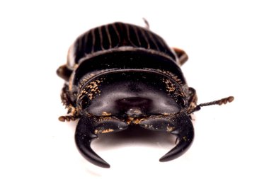 Beyaz arkaplanda bekçilik böceği