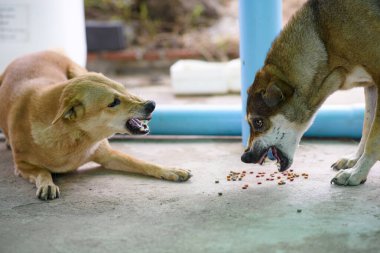 İki köpek yemek için birbirini ısırıyor, Roar.