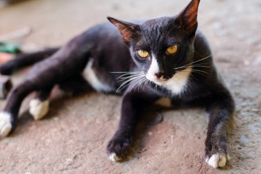 Güzel siyah kedi yerde yatıyor.