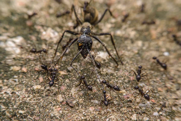Many Small Black Ants Attacking Big Black Ant Macro Photo — kuvapankkivalokuva