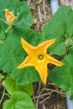 Balkabağı çiçeği yüksek açı, çiçeğin içinde siyah karıncalar, tarım.