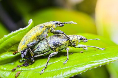 Yaprakların üzerinde çiftleşen yeşil buğday biti, makro böcek..