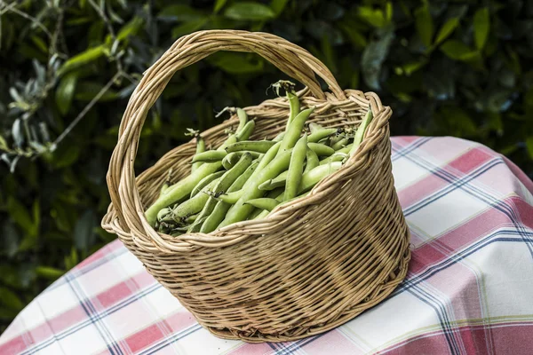 Bonen — Stockfoto