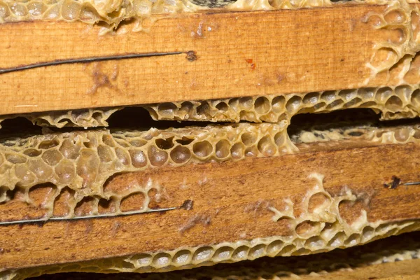 Un favo pieno di cera d'api e miele — Foto Stock