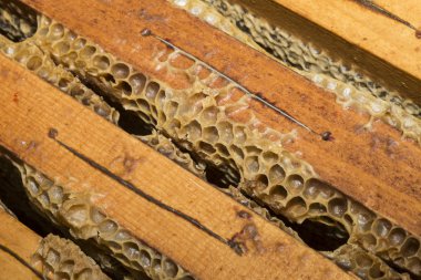 balmumu ve bal dolu bir petek