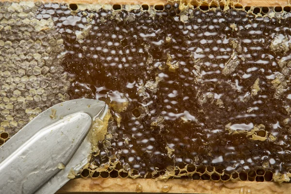 A beekeeper removes the beeswax to release the honey Stock Image