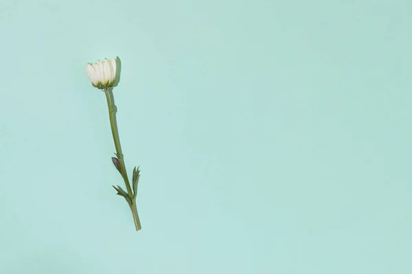 Daisy flower on pastel green background. Minimal spring design.