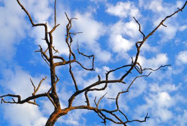 güneşli gökyüzü bulutlu bir arka plan üzerinde kuru ağaç