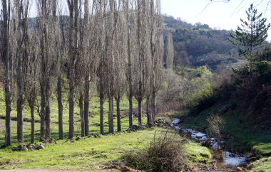 Ağaçlar bir satır ve nehir