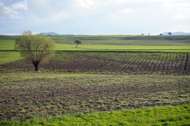 sürülmüş dünya ve dağların güzel ağacı