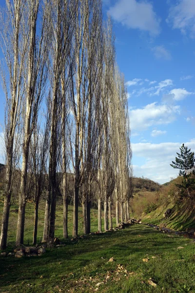 Árboles en fila sobre hierba verde — Foto de Stock