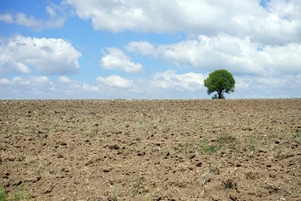 Bela árvore na terra arada — Fotografia de Stock