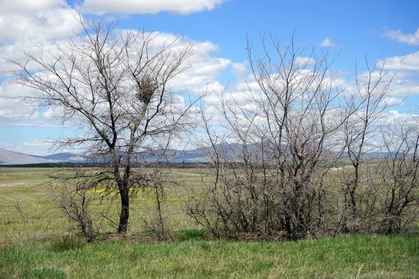 Alberi secchi e montagne — Foto Stock