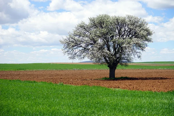 耕の地球の美しい木 — ストック写真