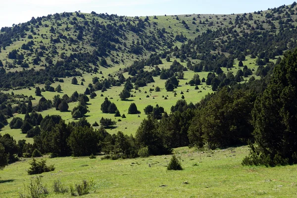 Montaña cubierta de árboles — Foto de Stock