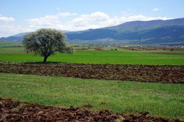 güzel ağaç sürülmüş Earth'te
