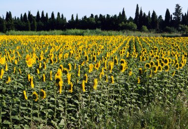 Ayçiçeği güneş çevirmek
