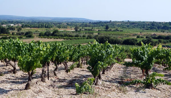 Een wijngaard en een pijler van hoogspanningslijnen — Stockfoto