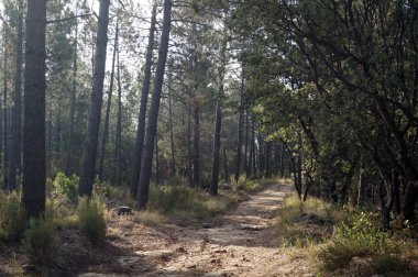 Orman witout gökyüzü