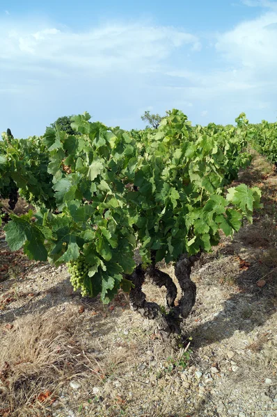 Weinbäume und blauer Himmel — Stockfoto