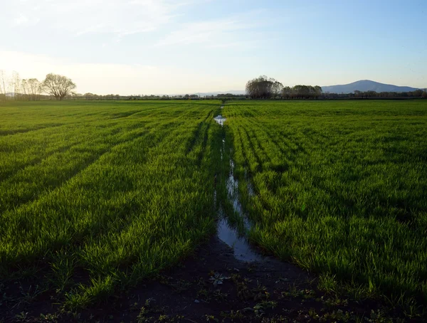 Campo allagato con acqua Foto Stock