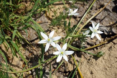 Beyaz dağ çiçeği